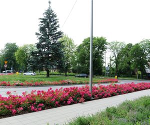 Starachowice. To najbardziej ukwiecone miasto świętokrzyskiego