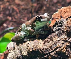 Oto nowi mieszkańcy chorzowskiego ZOO!