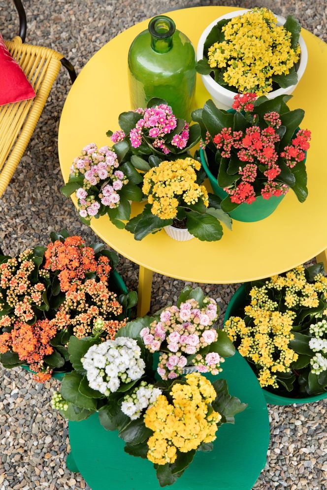 Kalanchoe Blossfelda