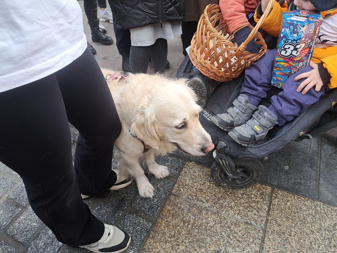 33. Finał WOŚP z grupą krakowskich Golden Retrieverów