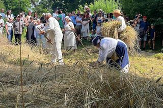 W Skansenie odbyły się retro żniwa, żęto żyto metodami pradziadków