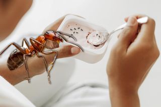 Szok! Naukowcy zrobili jogurt z mrówkami! Cztery całe mrówki do mleka. To tradycyjny przepis
