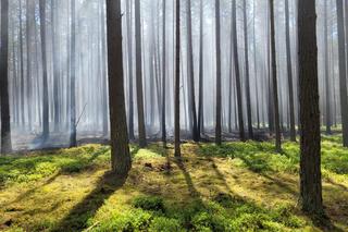 Pożar w Borach Tucholskich. Park Narodowy ostrzega! Występuje duże zadymienie
