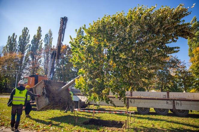 Przesadzanie drzew z pl. Powstańców Warszawy w Śródmieściu