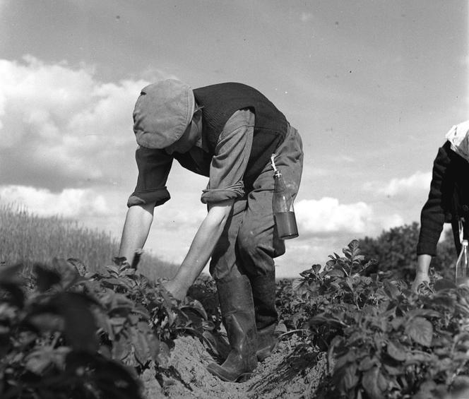 Rolnicy podczas zbierania stonki z plantacji ziemniaków