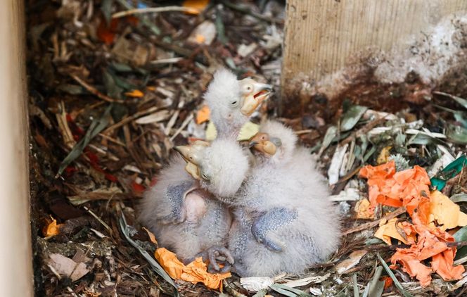 Baby boom w warszawskim ZOO! Są nieporadne, ślepe i całkowicie uzależnione od swoich rodziców