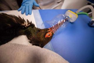 Przemyśl. Walczą o życie czarnego bociana. Co zaatakowało ptaka? Diagnoza w Niemczech 