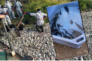 Wędkarze ratują jeszcze żyjące ryby z Odry. I to naprawdę działa! 