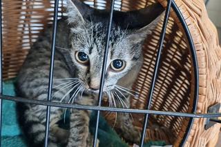 Podczas libacji wyrzucił kota z piątego piętra. Wolontariusze z Ekostraży apelują o pomoc 