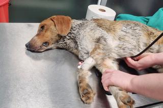 Makabryczne odkrycie pod Wrocławiem. Czy ktoś celowo otruł psy? 