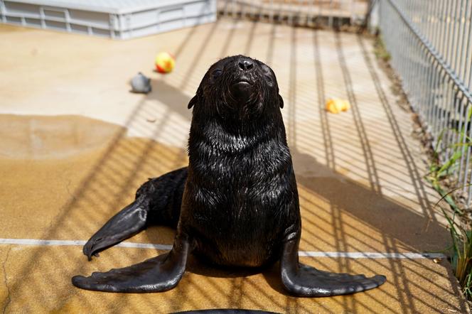 W ZOO Wrocław na świat przyszedł prawdziwy MODEL! Zobaczcie, jak pozuje młodziutki kotik