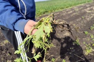 Rolnicy oszukani na nasionach