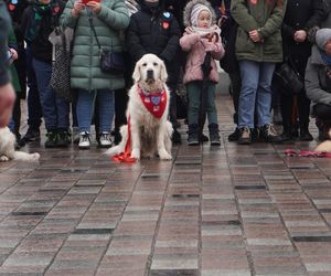 Golden Retriever WOŚP w Poznaniu