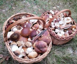 Wysyp grzybów w woj. świętokrzyskim. „Rosną jak na drożdżach”.