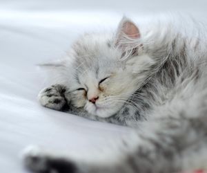 Słodkie imiona dla kotek