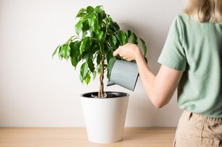 Dolewam 50 ml do wody i podlewam swojego fikusa. Odkąd to robię rośnie jak szalony. Domowa odżywka do fikusa