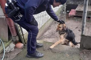 Strażak bestialsko znęcał się nad psem. „Nie był w stanie ustać na nogach” [ZDJĘCIA]