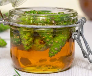 Mówią, że jest doskonały dla dróg oddechowych. Czy syrop z młodych szyszek naprawdę działa?