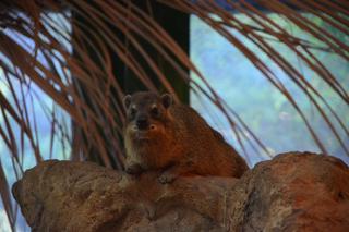 Zoo w Warszawie. Góralki