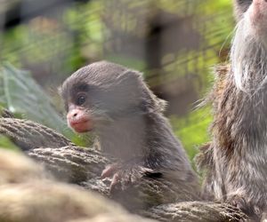 Tamaryna cesarska przyszła na świat w gdańskim zoo
