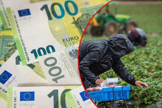  Polacy już niechętnie jeżdżą na ogórki do Niemca. Dobra płaca to za mało?