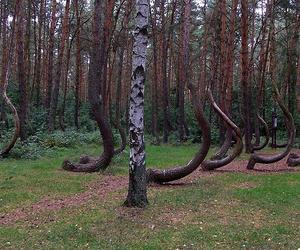 Krzywy las pod Gryfinem - zdjęcia. Jak powstał?