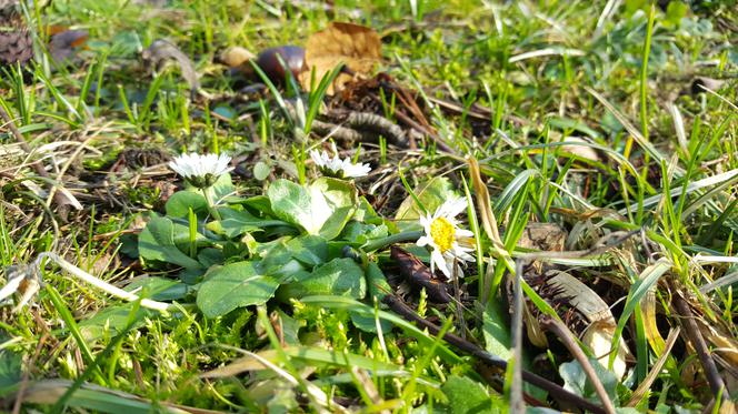 Natura budzi się do życia! W Ogrodzie Botanicznym UKW czuć już wiosnę! [ZDJĘCIA]