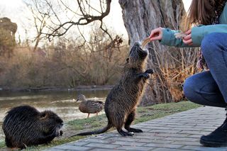 Nutrie w Rybniku jednak przeżyją?