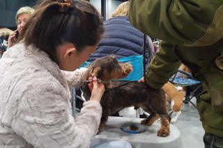 Międzynarodowa Wystawa Psów Rasowych w Bydgoszczy