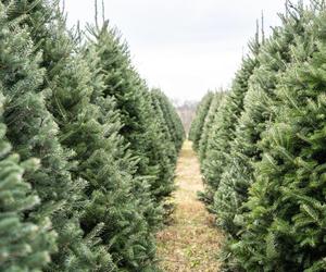 Ceny choinek w Gorzowie 2023. Ile trzeba zapłacić za świąteczne drzewko? Ceny jodły, sosny i świerka