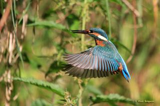 Niezwykłe zdjęcia ptaków z Doliny Baryczy. Zobacz te fotografie! [GALERIA]