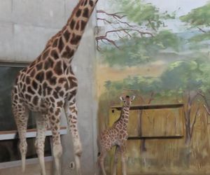 Żyrafka w zamojskim zoo