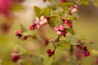 Śnieguliczka Doorenbosa