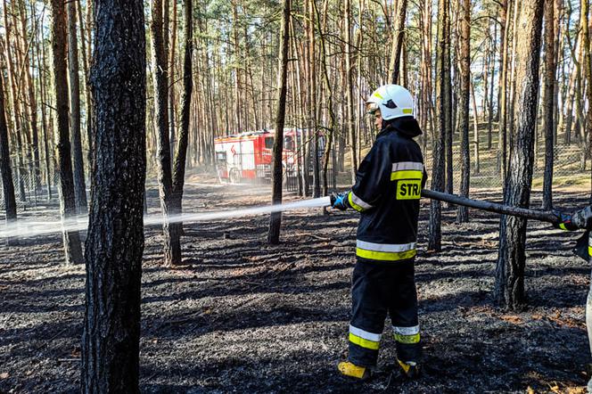 82-latek wypalał trawy, skończyło się pożarem lasu. Spłonęło 1,5 hektara!