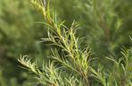 Drzewo herbaciane