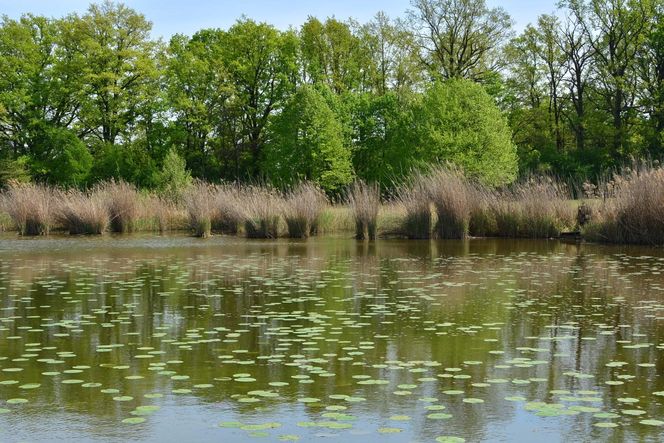 Magiczne miejsce godzinę drogi od Wrocławia. Niewielu turystów tu trafia 