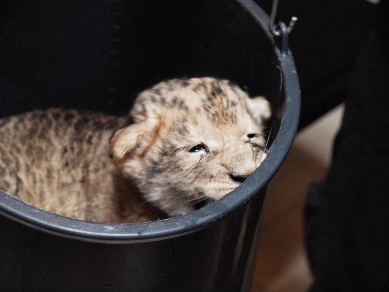 Zoo Gdańsk: Urodził się pierwszy lew. Moco czuje się dobrze!