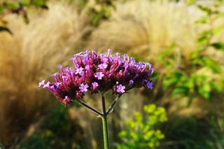 Werbena argentyńska