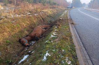 Rumak przewrócił się i nie potrafił wstać. Trzeba było go wyciągać z rowu