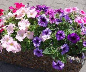 Petunia