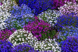 Kwiaty idealne na balkon i do ogrodu. Lobelia obficie kwitnie i tworzy piękne kompozycje z werbeną i pelargoniami. Tak o nią dbaj, a będzie kwitła aż do jesieni