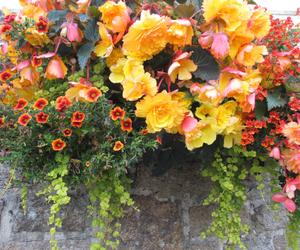 Begonia bulwiasta