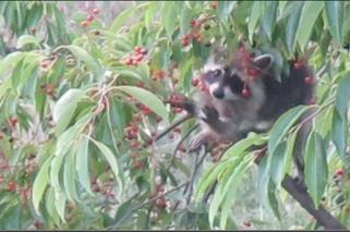 Niemieckie szopy piorą naszych