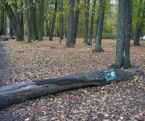 Park Lubomirskich w Białymstoku jesienią 