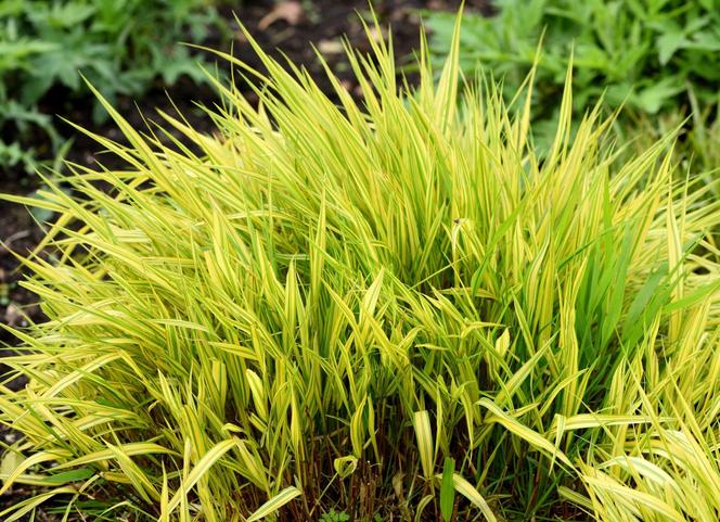 Hakonechloa macra 'Aureola'