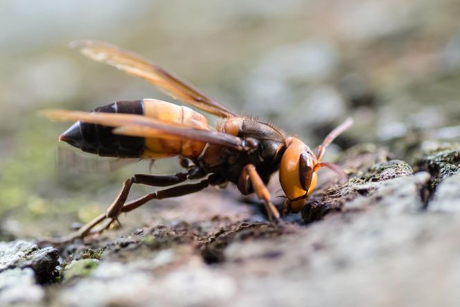 W północnej Hiszpanii po raz pierwszy zidentyfikowano cztery południowe szerszenie olbrzymie (Vespa soror)