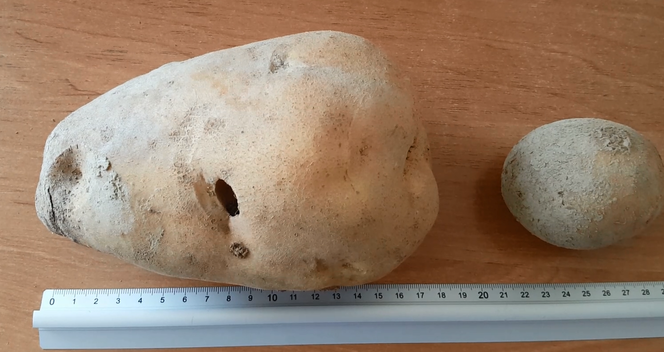 Ziemniak gigant z Małopolski