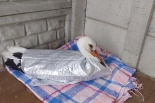 Ranny bocian po zderzeniu z dronem.