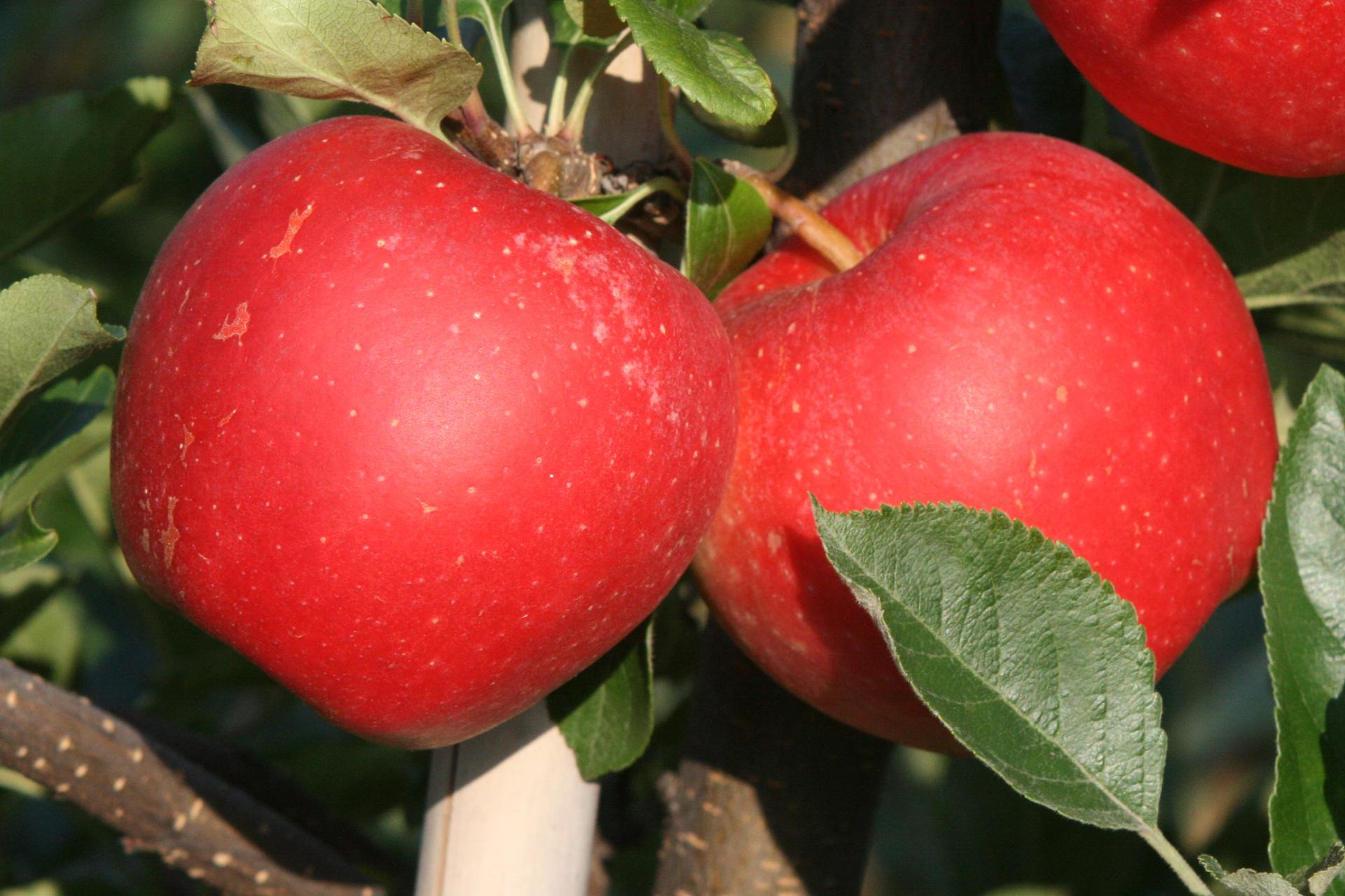 Яблоки гала фото и описание
