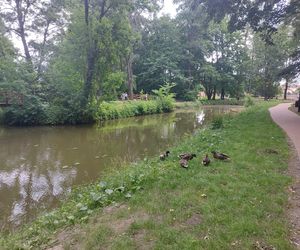 Park im. Szafera w Rzeszowie 